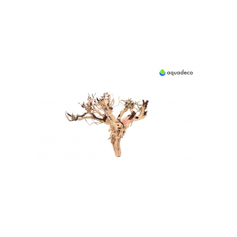 Etosha Tree 20-30 cm