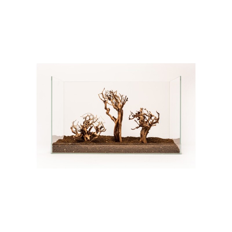 Etosha Tree 20-30 cm