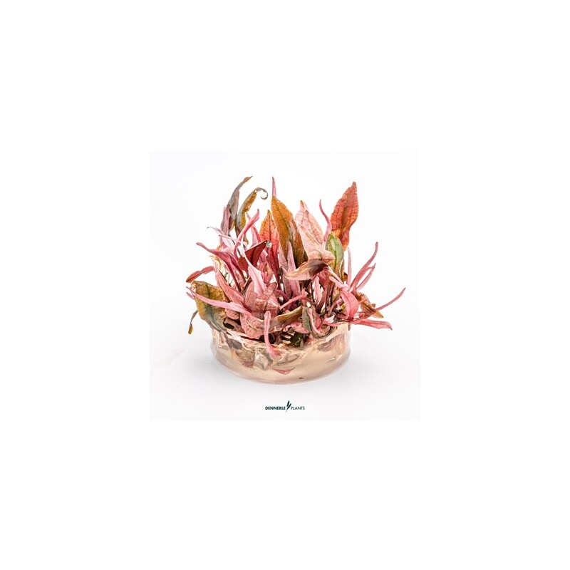 Dennerle Cryptocoryne Flamingo In-Vitro