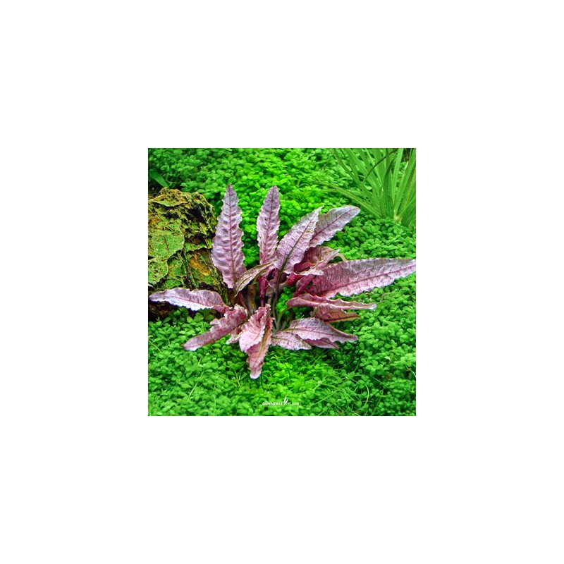 Dennerle Cryptocoryne Flamingo In-Vitro