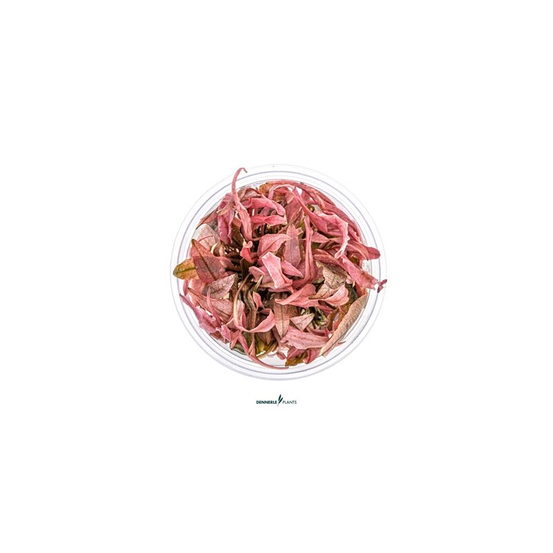 Dennerle Cryptocoryne Flamingo In-Vitro