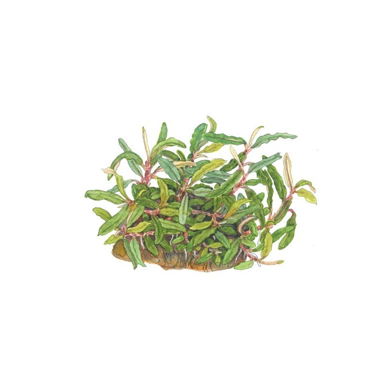 Tropica Bucephalandra sp. 'Needle Leaf' 1-2-Grow!