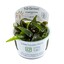 Tropica Cryptocoryne nurii  1-2 Grow!