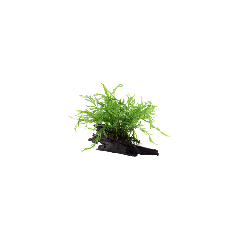 Microsorum pteropus na kořeni