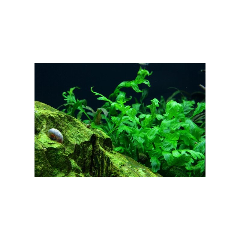 Microsorum pteropus na kořeni