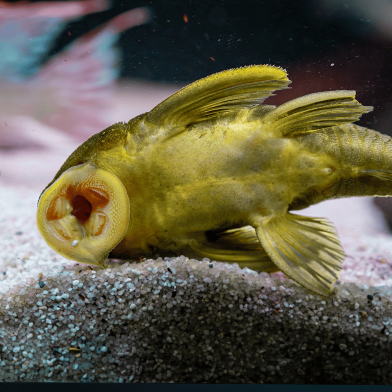 L200 Green Phantom 12 cm