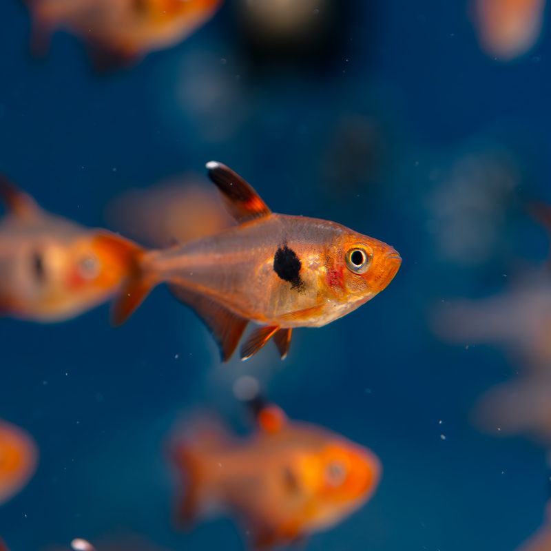 Tetra Red Phantom