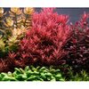 Tropica Rotala rotundifolia 'Blood Red' 1-2-Grow!