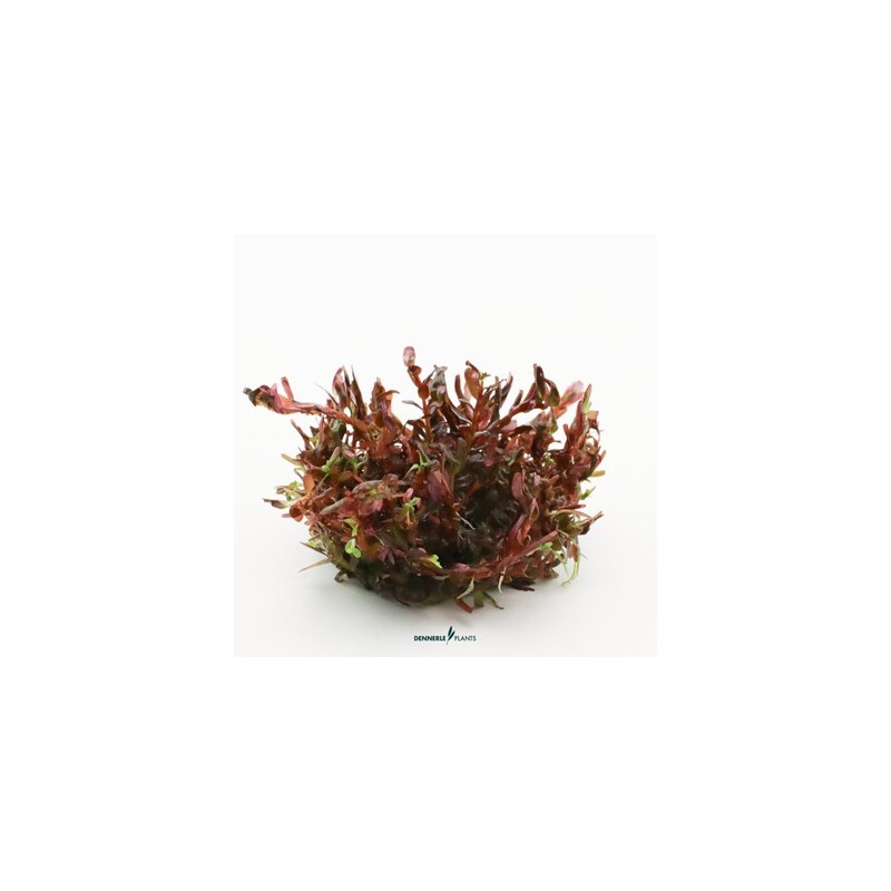 Dennerle Rotala Rotundifolia Blood Red In-Vitro