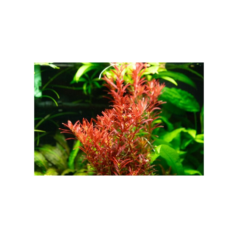 Dennerle Rotala Rotundifolia Blood Red In-Vitro