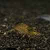 Krevetka Caridina japonica Gold
