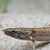 Bichir Delhezův 7 cm