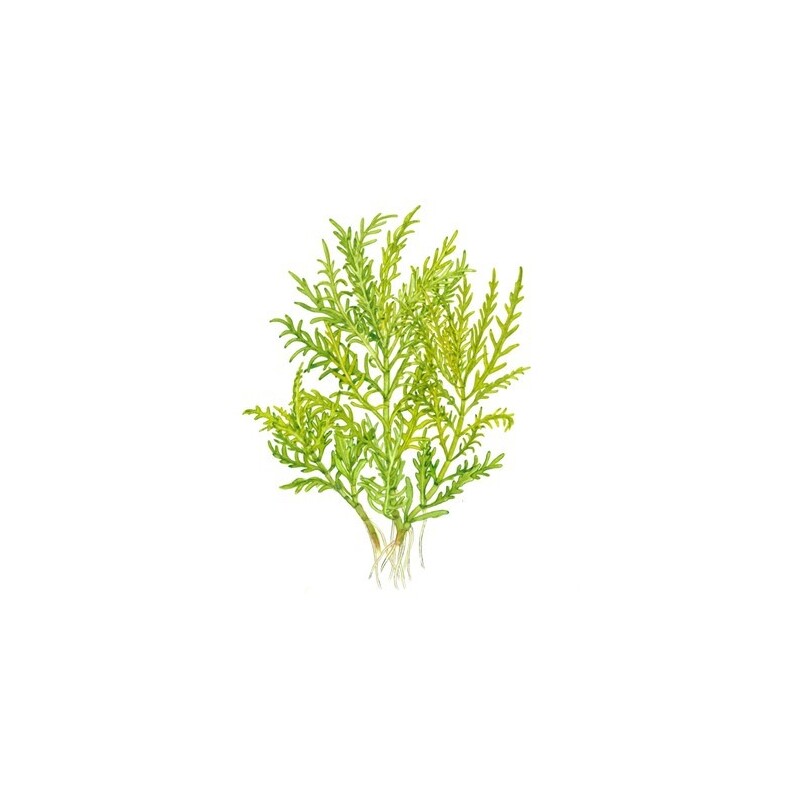 Tropica Hygrophila Odora 1-2 Grow!