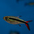 Tetra křivopruhá Red Fin