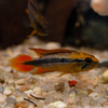 Cichlidka Agassizova