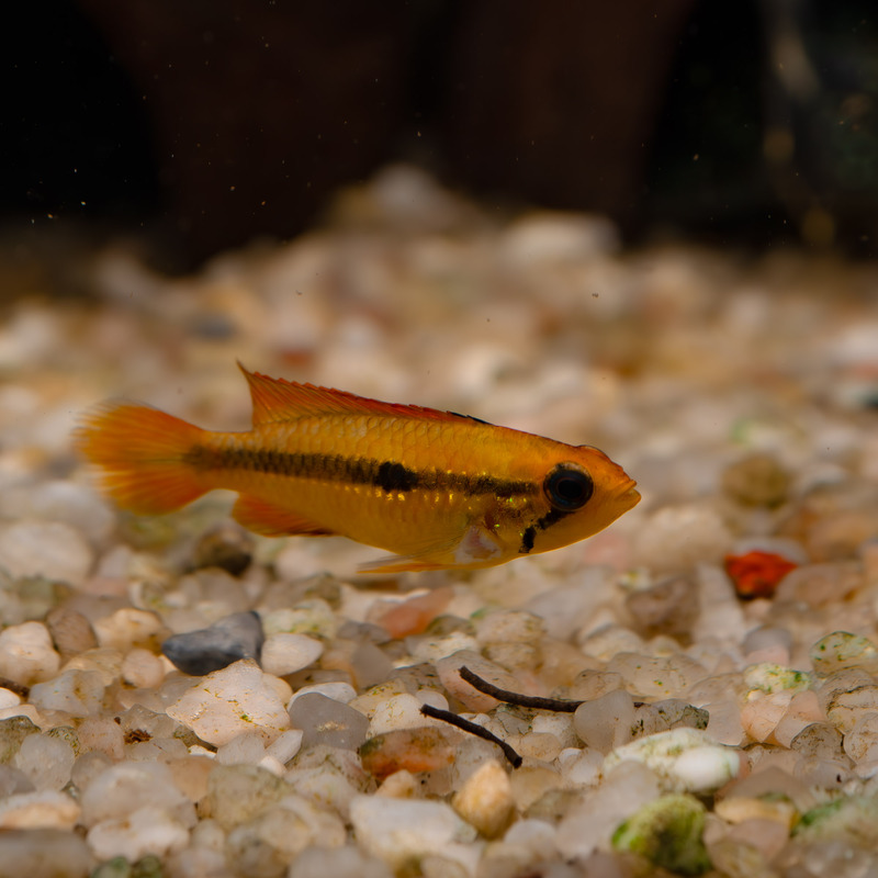 Cichlidka Agassizova
