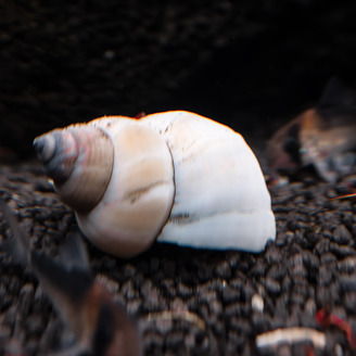 Filopaludina white