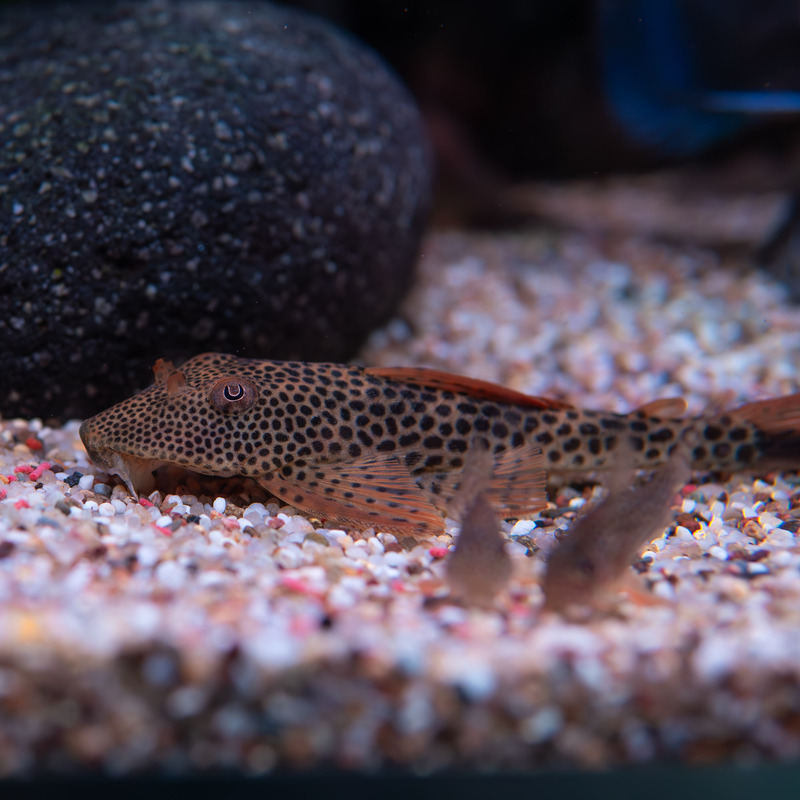 Squaliforma emarginata L011