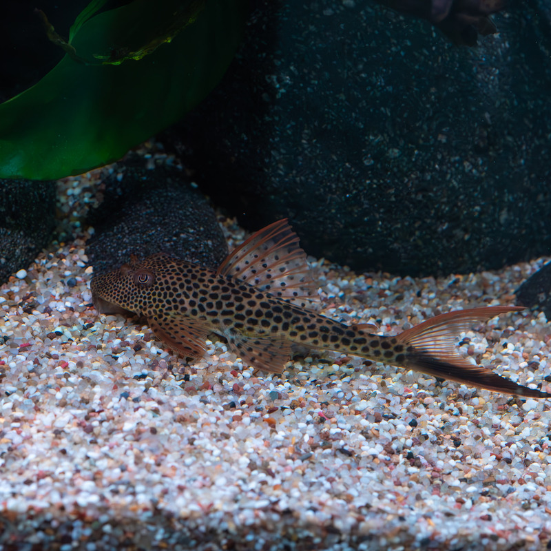 Squaliforma emarginata L011