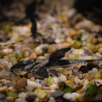 Loricaria Rio atabopo