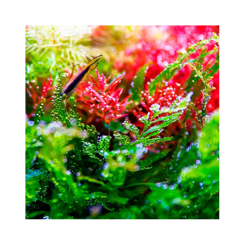 Twinstar V 600S 67 W – LED osvětlení pro akvária do 70 cm (s ovladačem)