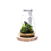 DOOA Glass Pot SHIZUKI