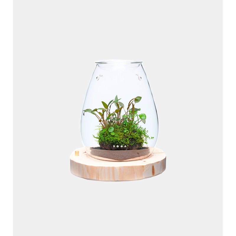 DOOA Glass Pot SHIZUKI